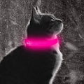 BrightBark™ — LED Light-Up Dog Collar